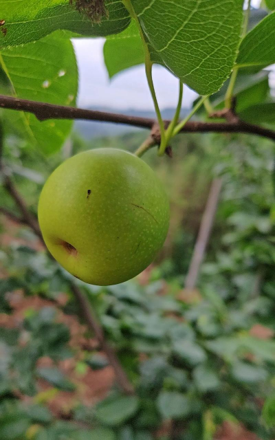 家里阳光不足怎么养花，选对植物种类，掌握养护技巧