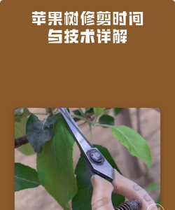 家里阳光不足怎么养花，选对植物种类，掌握养护技巧