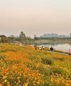 家里阳光不足怎么养花，选对植物种类，掌握养护技巧