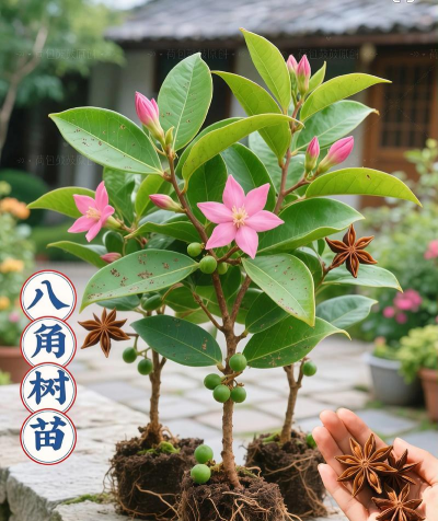 小众送妈妈的花有哪些花