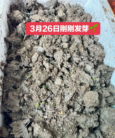 家里阳光不足怎么养花，选对植物种类，掌握养护技巧