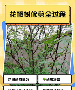 家里阳光不足怎么养花，选对植物种类，掌握养护技巧
