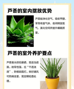 家里阳光不足怎么养花，选对植物种类，掌握养护技巧