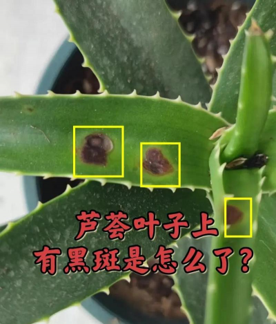 家里阳光不足怎么养花，选对植物种类，掌握养护技巧