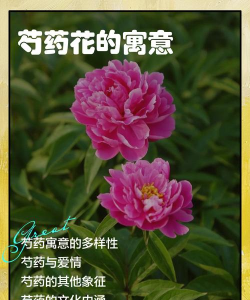家里阳光不足怎么养花，选对植物种类，掌握养护技巧