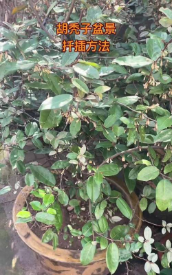 胡秃子养殖方法及注意事项