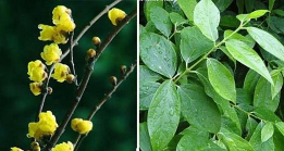 家里阳光不足怎么养花，选对植物种类，掌握养护技巧