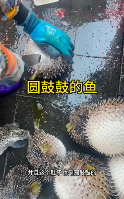 家里阳光不足怎么养花，选对植物种类，掌握养护技巧