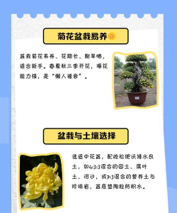 家里阳光不足怎么养花，选对植物种类，掌握养护技巧