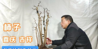 家里阳光不足怎么养花，选对植物种类，掌握养护技巧