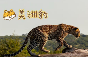 家里阳光不足怎么养花，选对植物种类，掌握养护技巧