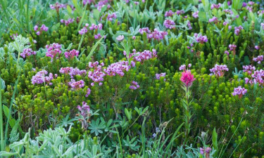 家里阳光不足怎么养花，选对植物种类，掌握养护技巧
