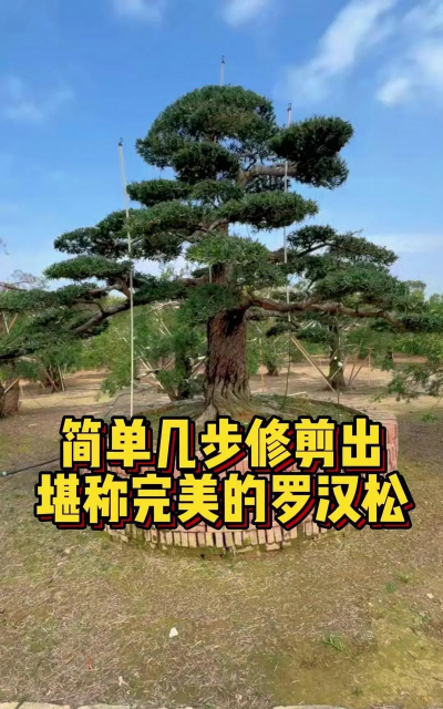 家里阳光不足怎么养花，选对植物种类，掌握养护技巧