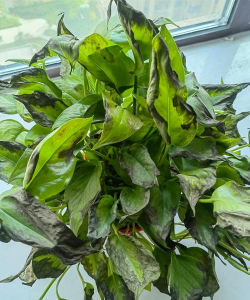 家里阳光不足怎么养花，选对植物种类，掌握养护技巧