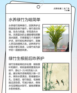 家里阳光不足怎么养花，选对植物种类，掌握养护技巧