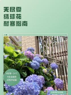 家里阳光不足怎么养花，选对植物种类，掌握养护技巧