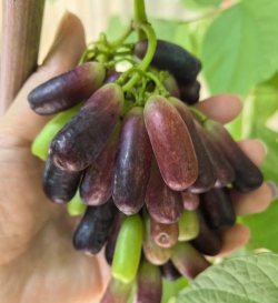 家里阳光不足怎么养花，选对植物种类，掌握养护技巧