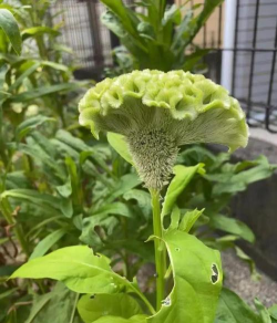 家里阳光不足怎么养花，选对植物种类，掌握养护技巧