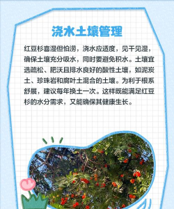 家里阳光不足怎么养花，选对植物种类，掌握养护技巧