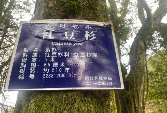 家里阳光不足怎么养花，选对植物种类，掌握养护技巧