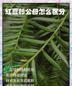 家里阳光不足怎么养花，选对植物种类，掌握养护技巧