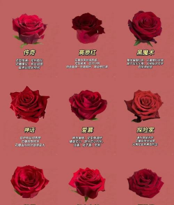 家里阳光不足怎么养花，选对植物种类，掌握养护技巧