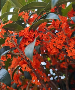 家里阳光不足怎么养花，选对植物种类，掌握养护技巧