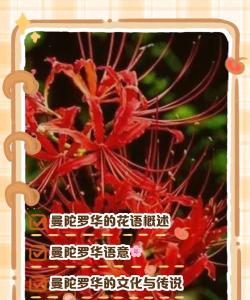 家里阳光不足怎么养花，选对植物种类，掌握养护技巧