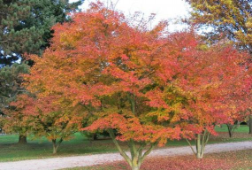 家里阳光不足怎么养花，选对植物种类，掌握养护技巧