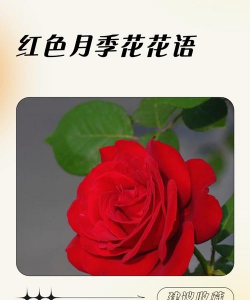 家里阳光不足怎么养花，选对植物种类，掌握养护技巧