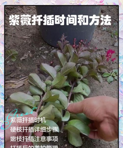 紫薇花扦插方法和时间 紫薇花扦插方法和时间