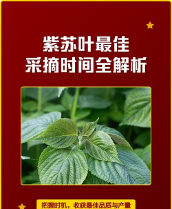 家里阳光不足怎么养花，选对植物种类，掌握养护技巧