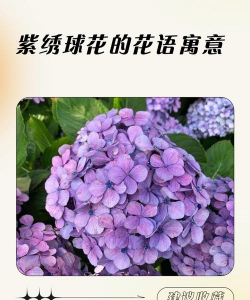 家里阳光不足怎么养花，选对植物种类，掌握养护技巧