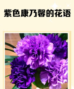 家里阳光不足怎么养花，选对植物种类，掌握养护技巧