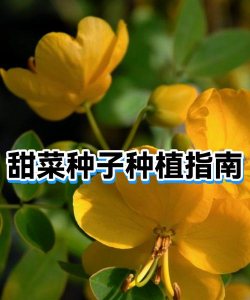 家里阳光不足怎么养花，选对植物种类，掌握养护技巧