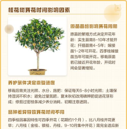 家里阳光不足怎么养花，选对植物种类，掌握养护技巧