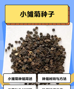家里阳光不足怎么养花，选对植物种类，掌握养护技巧