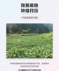 家里阳光不足怎么养花，选对植物种类，掌握养护技巧