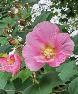 家里阳光不足怎么养花，选对植物种类，掌握养护技巧