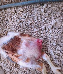 小众送妈妈的花有哪些花