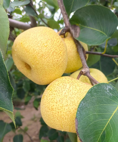 家里阳光不足怎么养花，选对植物种类，掌握养护技巧