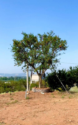 家里阳光不足怎么养花，选对植物种类，掌握养护技巧