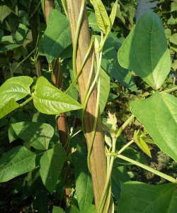 家里阳光不足怎么养花，选对植物种类，掌握养护技巧