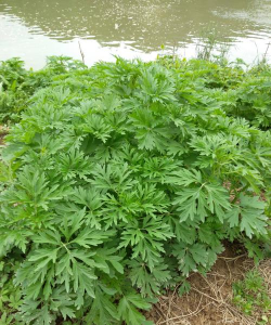 家里阳光不足怎么养花，选对植物种类，掌握养护技巧