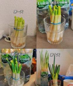 家里阳光不足怎么养花，选对植物种类，掌握养护技巧