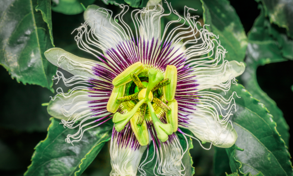 家里阳光不足怎么养花，选对植物种类，掌握养护技巧