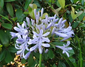 家里阳光不足怎么养花，选对植物种类，掌握养护技巧