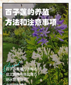 家里阳光不足怎么养花，选对植物种类，掌握养护技巧