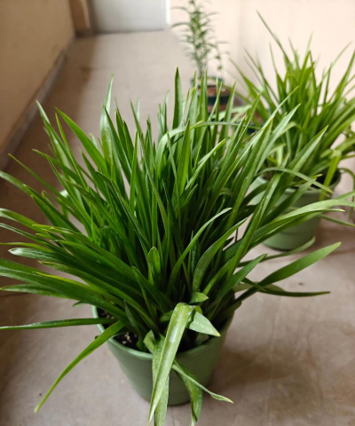 家里阳光不足怎么养花，选对植物种类，掌握养护技巧