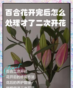 家里阳光不足怎么养花，选对植物种类，掌握养护技巧